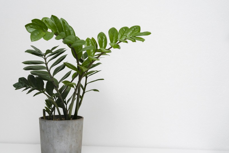 indoor beautiful plant Zamioculcas zamiifolia (ZZ Plant)